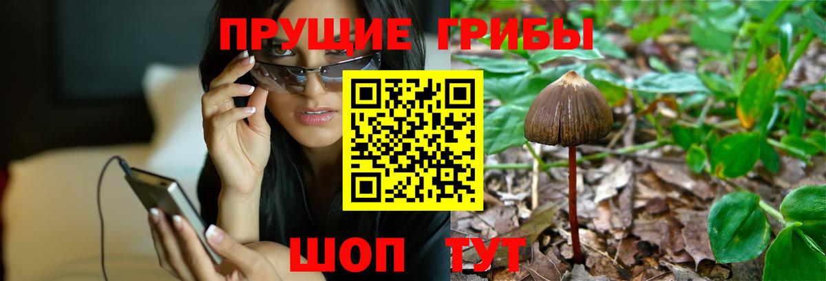 Псилоцибиновые грибы Cubensis  Псилоцибиновые грибы мицелий  Мирный  Вход с VPN 